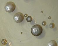 water bacteria water bacteria